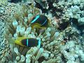 Unter Wasser (9)
